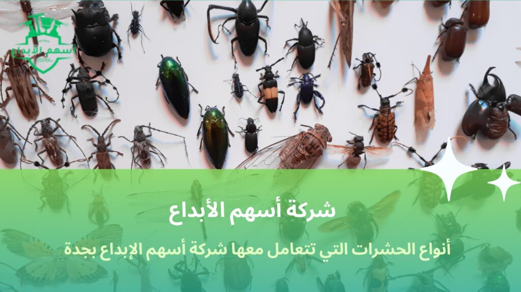 مكافحة الحشرات بجدة