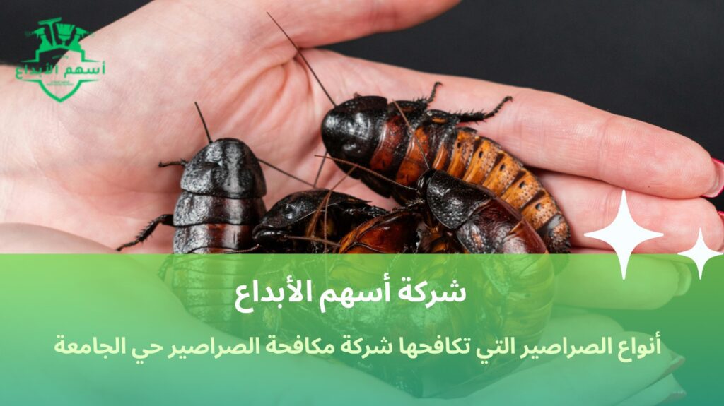 مكافحة الصراصير حي الجامعة
