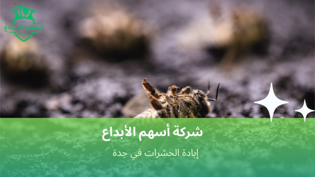 خطوات إبادة الحشرات في جدة  