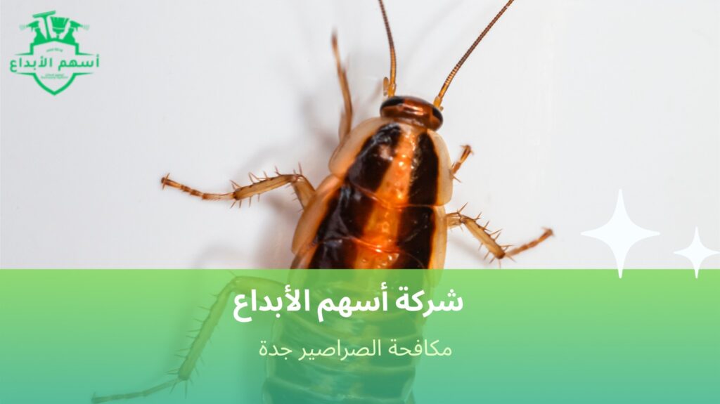 كيفية تجنب الأخطاء أثناء مكافحة الصراصير جدة