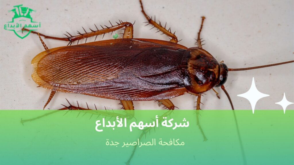 نصائح مكافحة الصراصير جدة