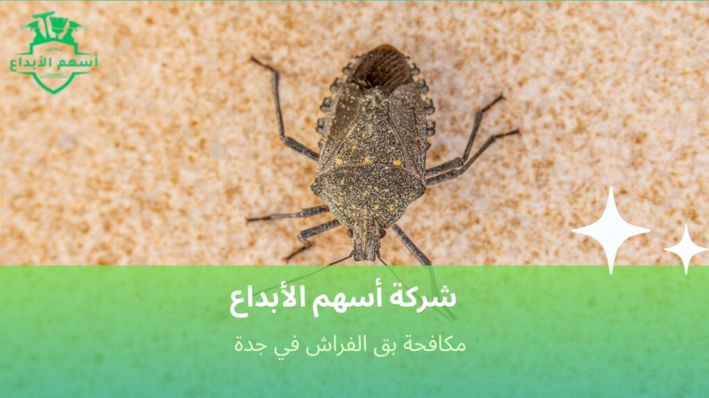 نصائح لمكافحة بق الفراش في جدة