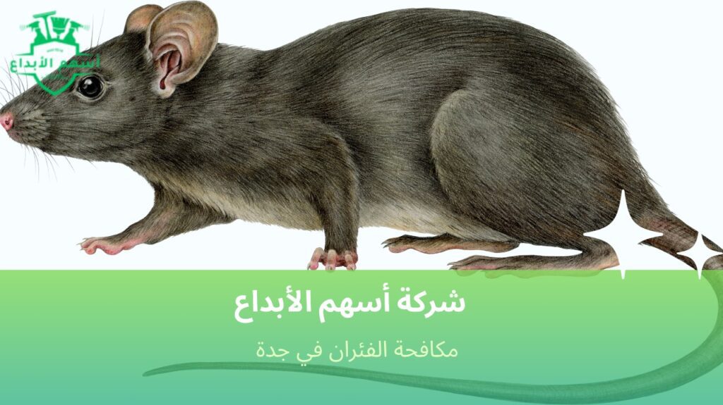 خطوات مكافحة الفئران في جدة