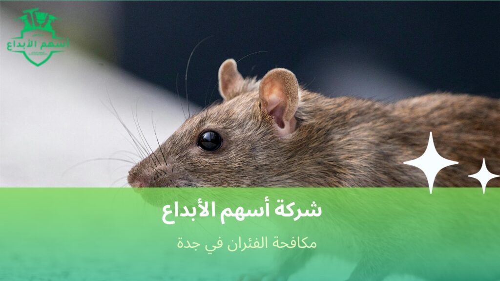 كيفية تجنب الأخطاء في مكافحة الفئران في جدة