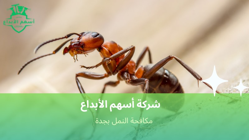 مكافحة النمل بجدة