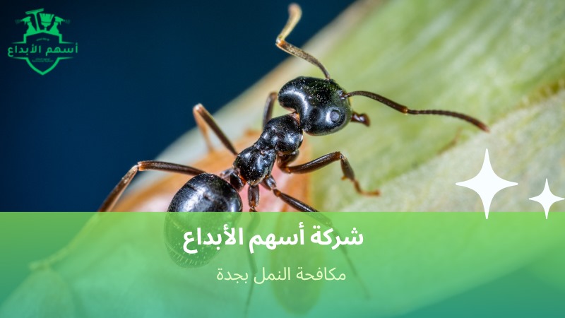 مكافحة النمل بجدة