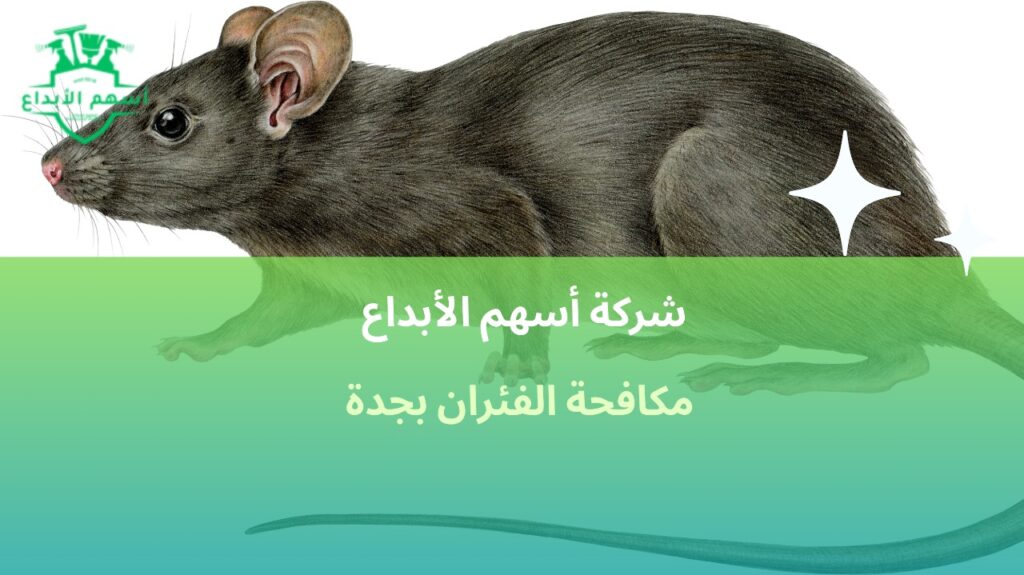 مكافحة الفئران بجدة