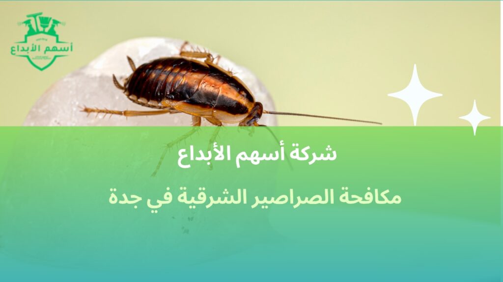 مكافحة الصراصير الشرقية في جدة