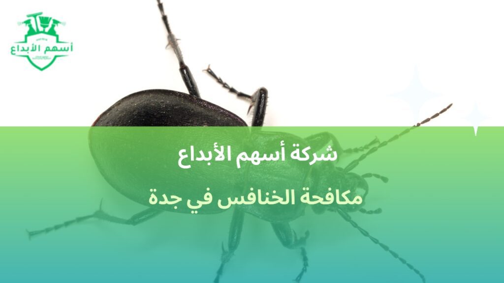 مكافحة الخنافس في جدة
