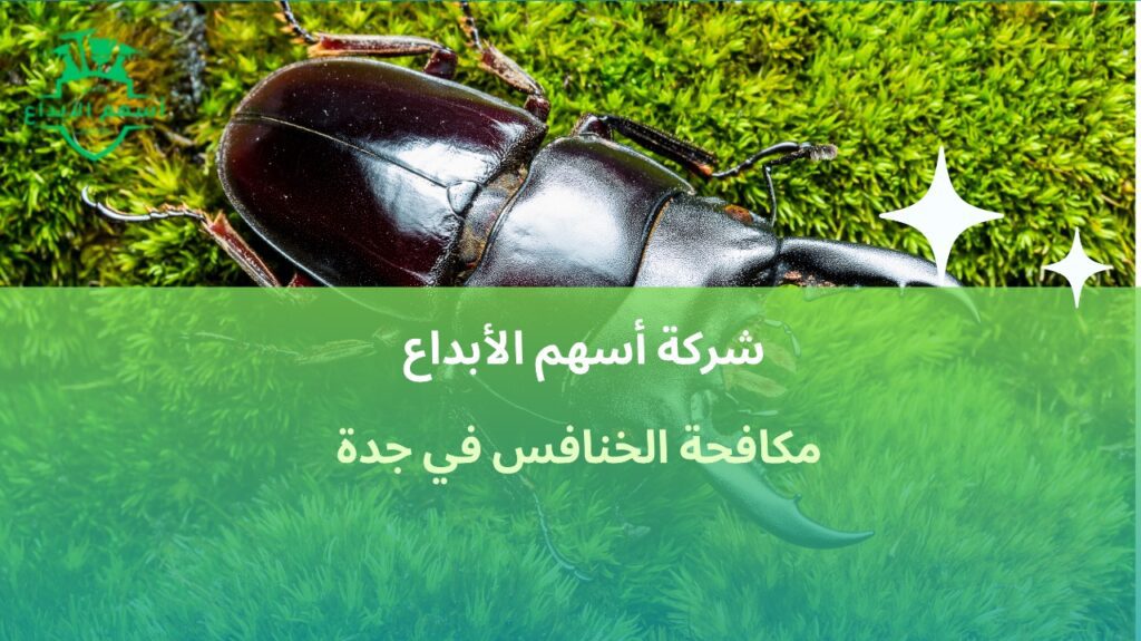 مكافحة الخنافس في جدة