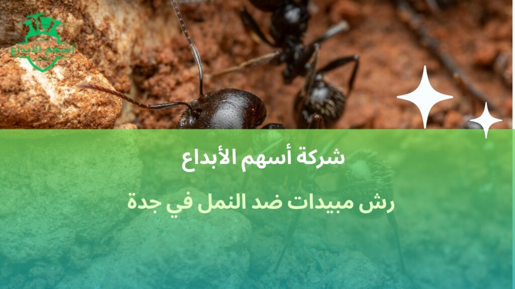 رش مبيدات ضد النمل في جدة